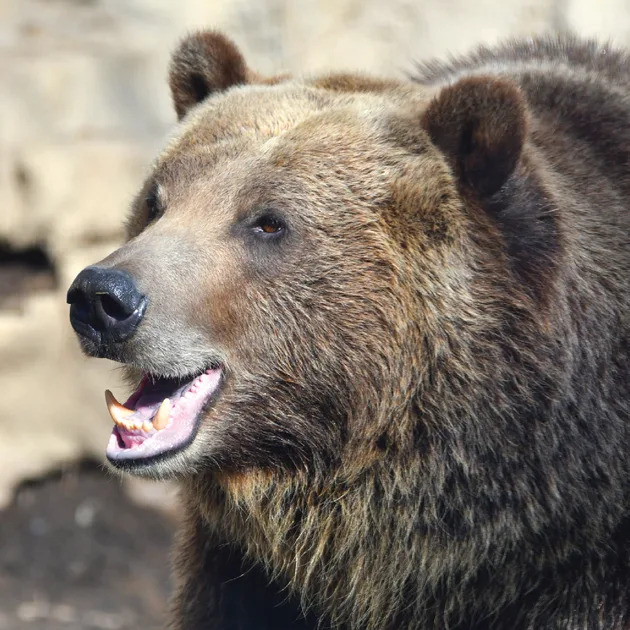 SLOUCHYBEAR